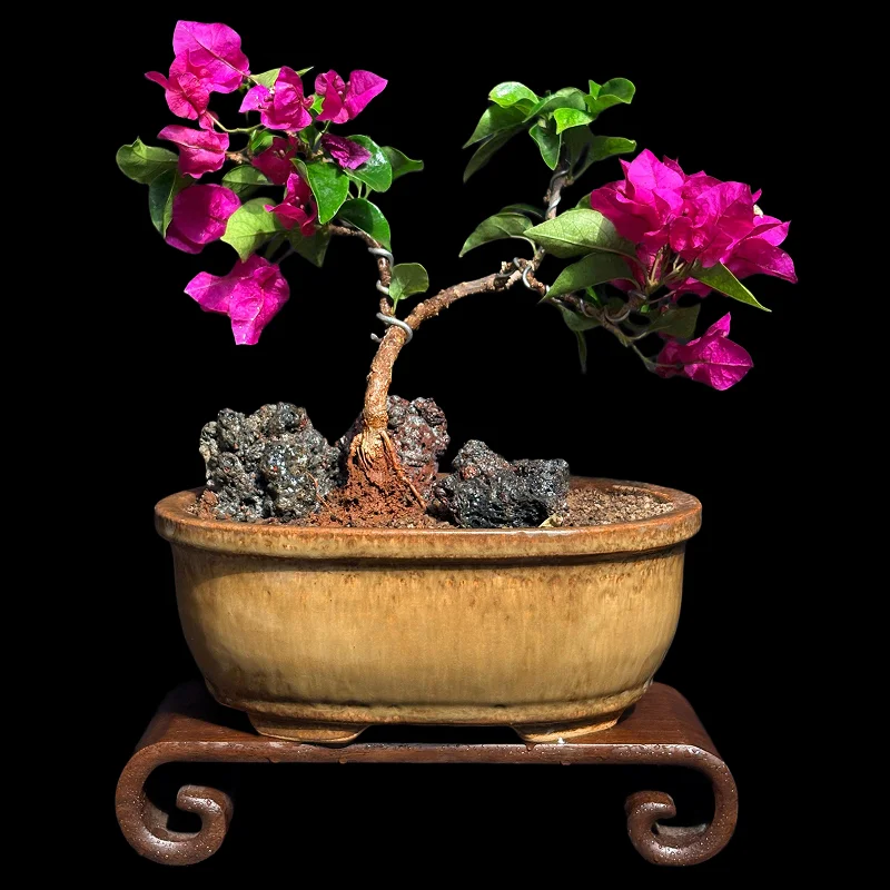 BOUGAINVILLEA